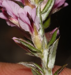 Amphithalea ericifolia ericifolia