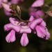 Indigofera angustifolia angustifolia - Photo (c) Brian du Preez, μερικά δικαιώματα διατηρούνται (CC BY-SA)