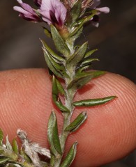 Amphithalea ericifolia ericifolia