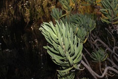 Lobostemon belliformis