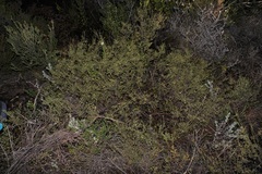 Lachnaea axillaris