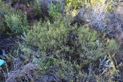Lachnaea axillaris