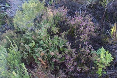 Erica radicans
