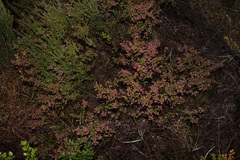 Erica radicans