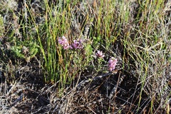 Amphithalea ericifolia ericifolia