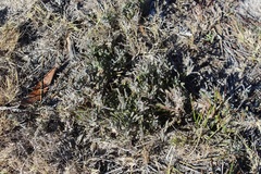 Centella tridentata hermanniifolia