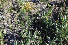 Indigofera nigromontana