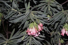 Lobostemon belliformis