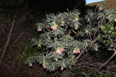 Lobostemon belliformis