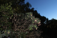 Lobostemon belliformis