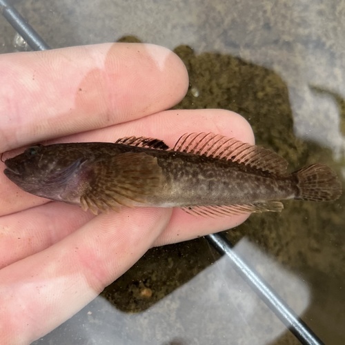 Margined sculpin (Cottus marginatus) — Cottidae