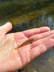 Padogobius bonelli