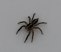 Plexippus