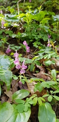 Corydalis caucasica