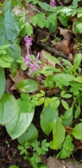 Corydalis caucasica
