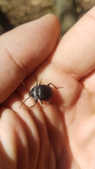 Accanthopus velikensis