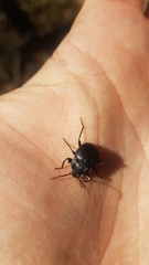 Accanthopus velikensis