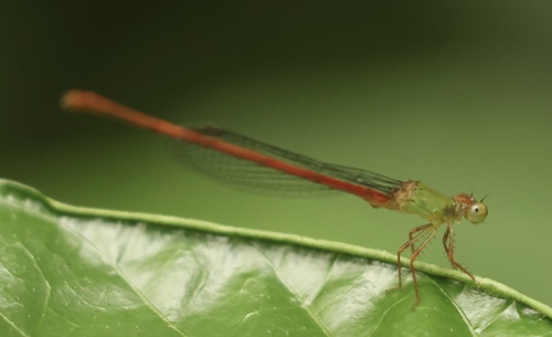 Green-fronted Citril