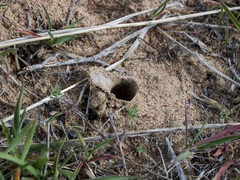 Alopecosa marikovskyi