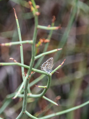 Theclinesthes serpentata