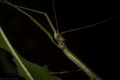 Candovia strumosa