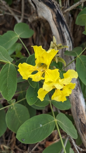 Markhamia obtusifolia, photograph 5