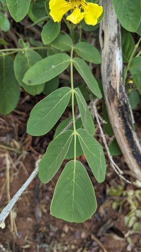 Image of Markhamia obtusifolia by no rights reserved