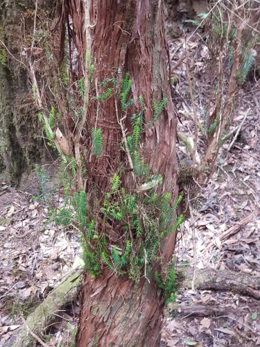 Island Besom Heath