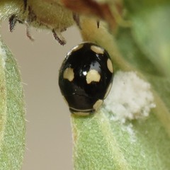 Hyperaspis octonotata