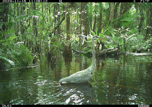 American Alligator photographed in Florida