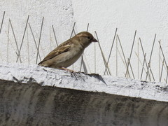 Passer domesticus