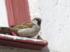 Passer domesticus