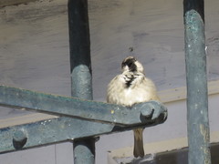 Passer domesticus