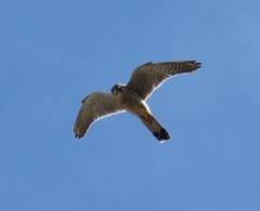 Falco tinnunculus