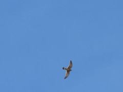 Falco tinnunculus