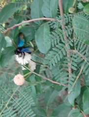 Xylocopa tranquebarorum