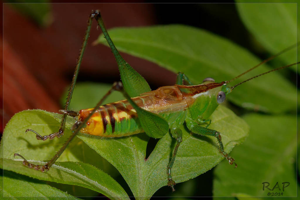 Conocephalus ochrotelus
