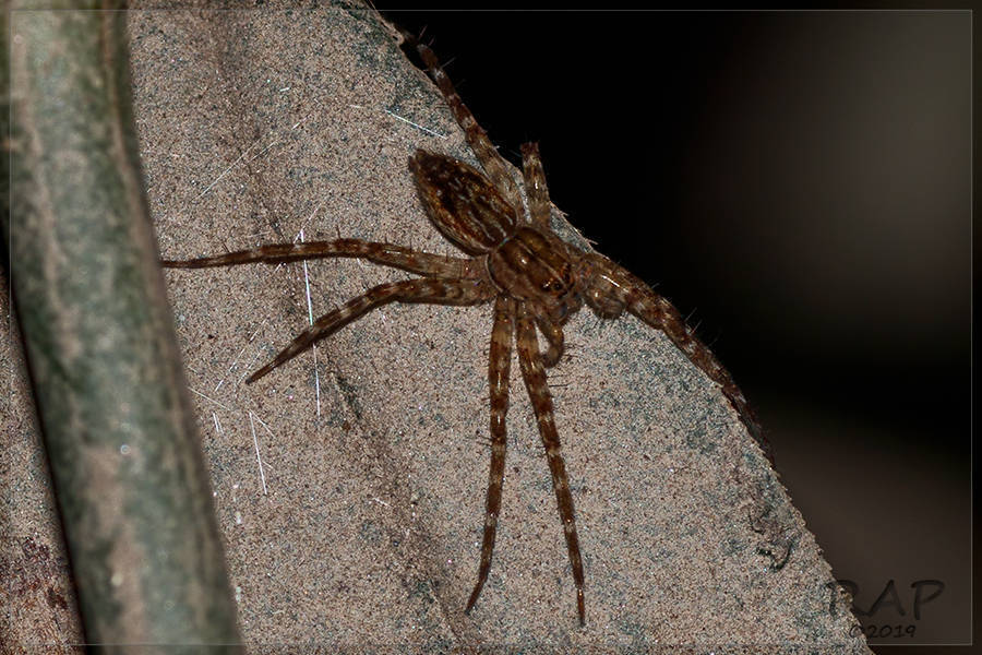 Architis capricorna