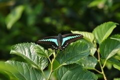 Graphium sarpedon connectens