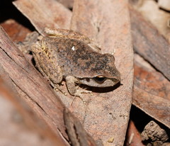 Ranoidea lesueuri