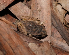 Ranoidea lesueuri
