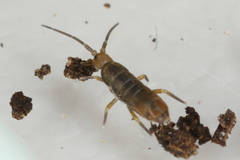 Tomocerus minor