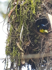 Psarisomus dalhousiae