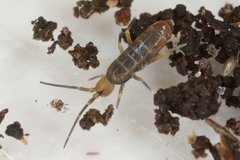 Tomocerus minor