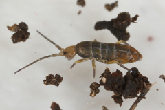 Tomocerus minor