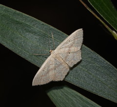 Scopula perlata