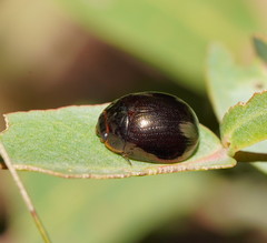 Paropsisterna rufipes