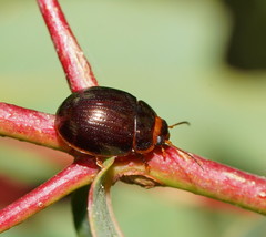 Paropsisterna rufipes