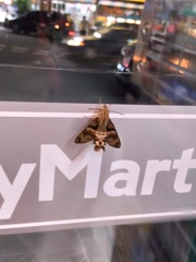 Macroglossum divergens