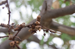 Eucalyptus